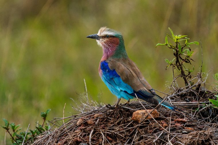 106 Masai Mara, vorkstaartscharrelaar.jpg